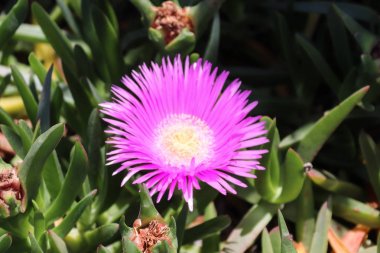 Çiçek pembe doğa yaban çiçekleri bahar