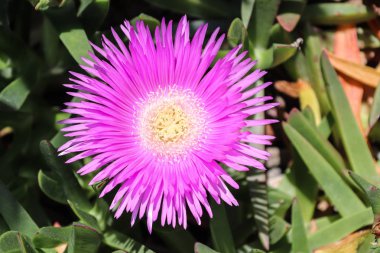 Çiçek pembe doğa yaban çiçekleri bahar