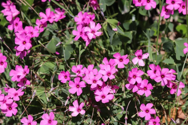 Flower Pink Nature Wildflowers Spring — Stock Photo, Image