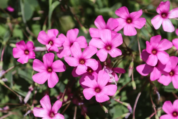 Flower Pink Nature Wildflowers Spring — Stock Photo, Image