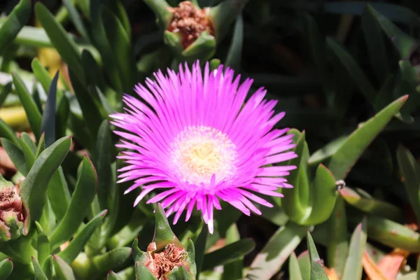 Çiçek pembe doğa yaban çiçekleri bahar