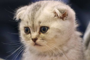 yuvarlak gözlü sevimli kedi İskoç kedi, kulakları ile ileri katlanmış acaip