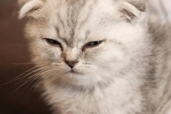 丸い目をしたかわいい子猫スコットランド猫 耳で前方に折りたたまれたアカイプ — ストック写真