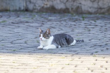 bir kasabada vahşi yaşayan bir kedi.