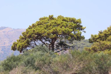 Tepelerde yetişen ağaç ve mavi gökyüzü