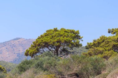 Tepelerde yetişen ağaç ve mavi gökyüzü