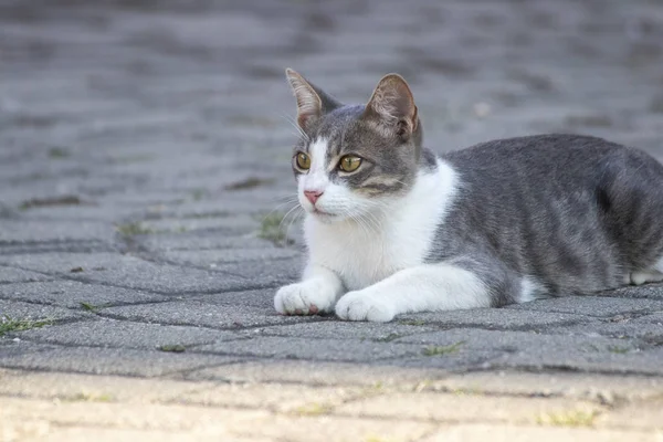 Кіт Який Живе Диким Місті — стокове фото