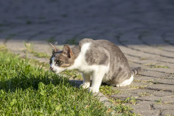 Gato Que Vive Salvaje Una Ciudad — Foto de Stock