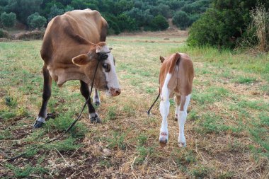 Çayırdaki ve buzağı otlamak için serbest bırakıldı                         