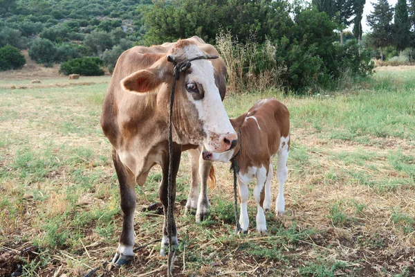 Kuh Und Kalb Auf Der Weide Zum Weiden Freigegeben — Stockfoto