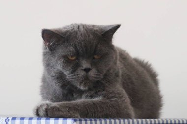 İskoç kedisi muazzam bir görünüme ve uysal bir kişiliğe sahiptir..