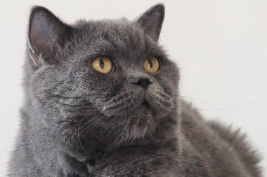 İskoç kedisi muazzam bir görünüme ve uysal bir kişiliğe sahiptir..