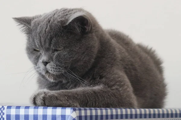 Scottish Fold Kočka Obrovský Vzhled Poslušnou Osobnost — Stock fotografie