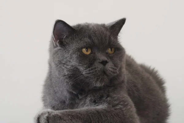 Scottish Fold Kočka Obrovský Vzhled Poslušnou Osobnost — Stock fotografie