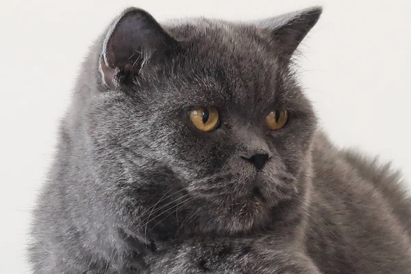 スコティッシュ フォルドの猫は素晴らしい外観とドキルの人格を持っています — ストック写真