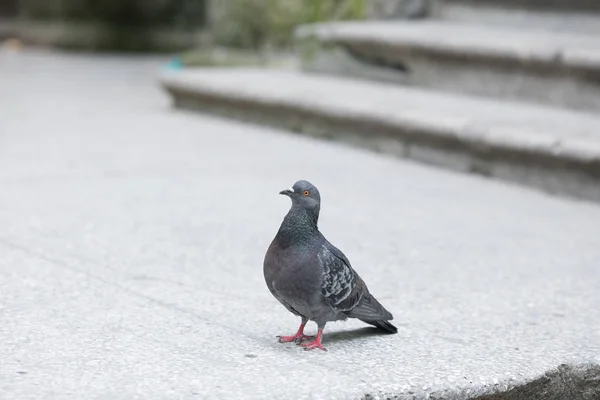 Multicolor pigeon walking on the city street — Stock Photo, Image