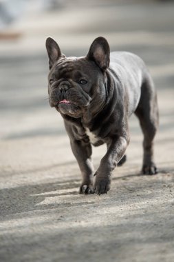 Purebreed gri frech bulldog kaldırımda yürürken dışında vuruldu