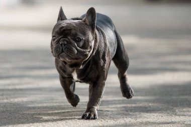 Tasma olmadan Fransız bulldog pet açık çekim kapatın.