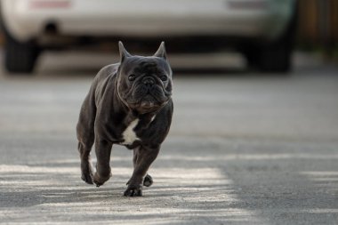 Sevimli purebreed gri frech bulldog kaldırımda çalışırken dışında yakalandı. Orta havada çekilmiş