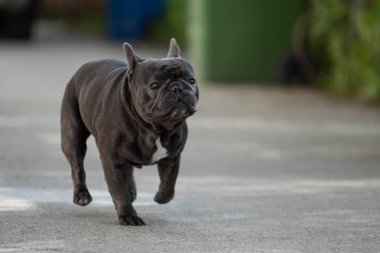 Tasma olmadan Fransız bulldog pet açık çekim kapatın.