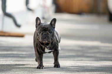 Fransız bulldog kaldırımda evin önünde otururken ciddi görünümlü