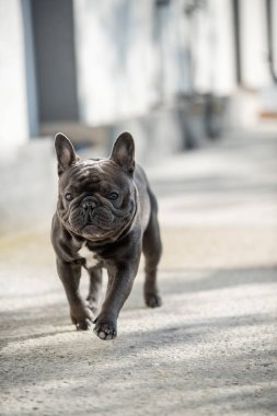 Evin önünde kameraya doğru bakarken sevimli ve komik fransız bulldog ön perspektiften vurdu. Portre modunda çekilmiş