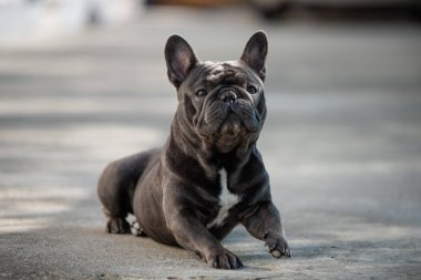 Meraklı oturan Fransız bulldgog sağa doğru doğru bakıyor