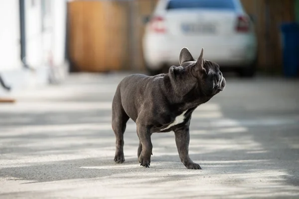 French bulldog puppy looking away from camera at his right side