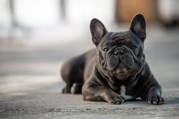 Canine portret van een grijze Franse Bulldog zitten en aandacht schenken — Stockfoto