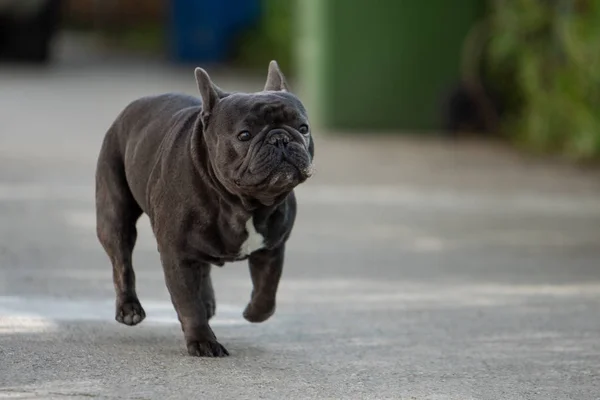 Zbliżenie na zewnątrz strzał z francuskiego Bulldog PET bez smyczy. Obrazy Stockowe bez tantiem