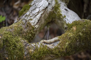 Taze yeşil yosun ile ağaç gövdesi