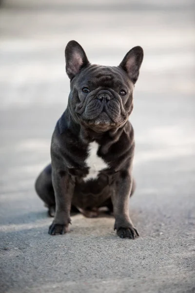 French bulldog puppy looking front while outside — Stock Photo, Image