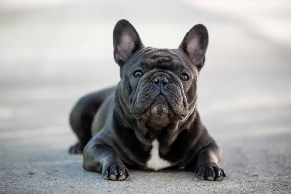 Franska Bulldog hund porträtt sitter ute på trottoaren. Skjuten i naturligt ljus — Stockfoto