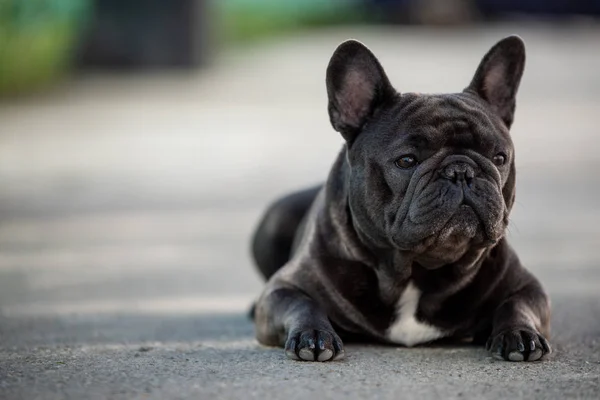 Franska Bulldog hund porträtt sitter ute på trottoaren. Skjuten i naturligt ljus — Stockfoto