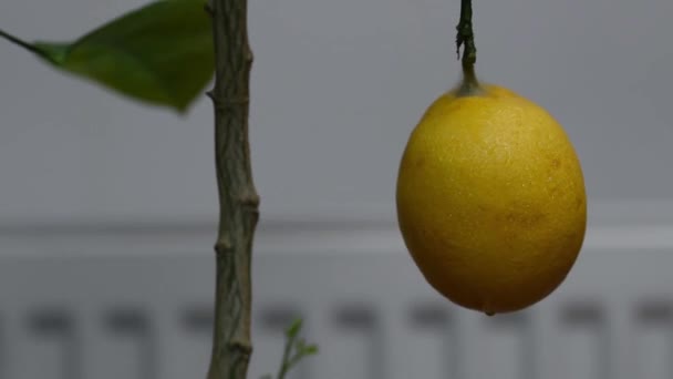 Inomhusmaterial o en citron del av träd med vattendroppar i rörelse — Stockvideo