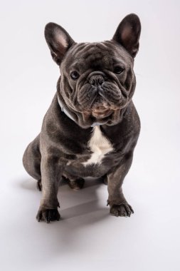 Mavi fransız bulldog biraz sola bakıyor