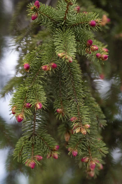 Close up of Pine tree and fresh Pine nuts in the spring