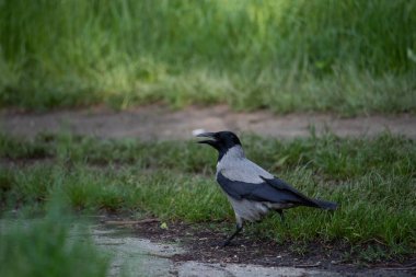 Gri karga parkta çimenlerin arasında saklanıyor.