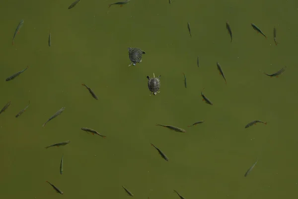 Aerial view of two turtles swimming along with fishes in the lake