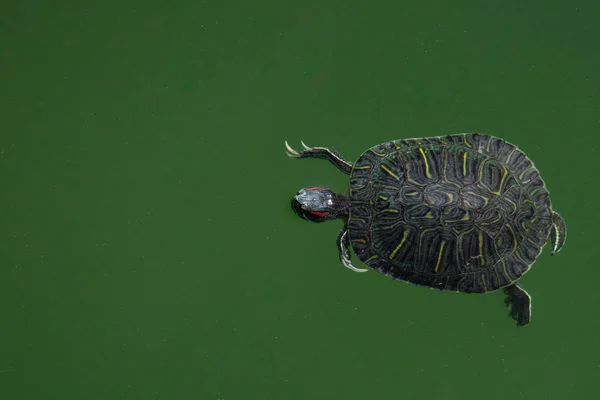 Aerial view of a single close up turtle against dark green water