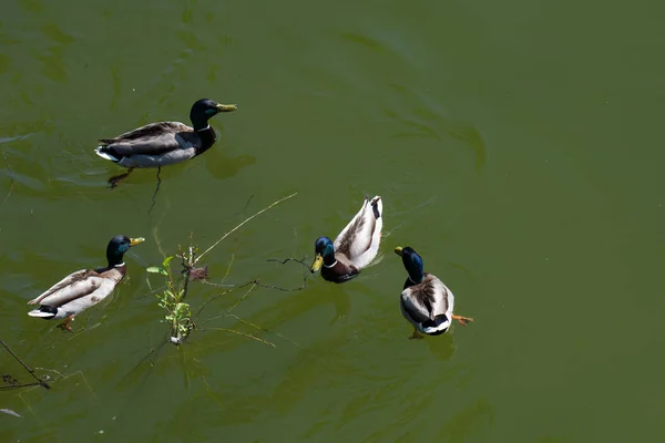 Aerial view of multiple ducks swimming by a tree branch tossed in the water