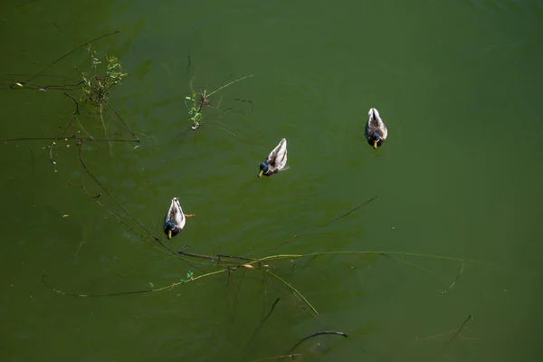 Aerial view of multiple ducks swimming by a tree branch tossed in the water