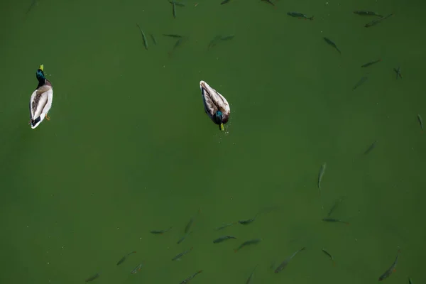 Vista aérea de dois patos nadando junto com peixes na água — Fotografia de Stock