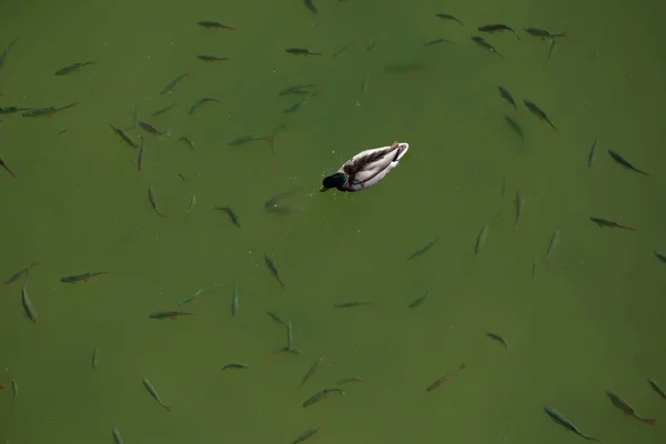 Vista aérea de un solo pato nadando junto con peces en el agua — Foto de Stock