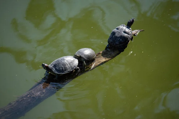 Aerial view of multiple turtles resting on a tree branch in the middle of the water