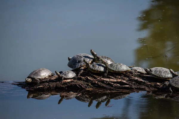 Aerial view of multiple turtles resting on a tree branch in the middle of the water