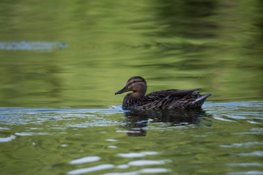 yeşil suda yüzen tek ördek