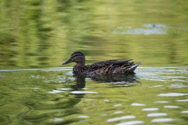 yeşil suda yüzen tek ördek