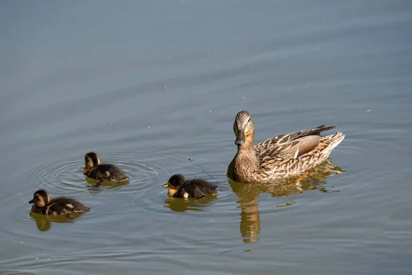 Милые утята следуют за матерью в очереди на озере — стоковое фото