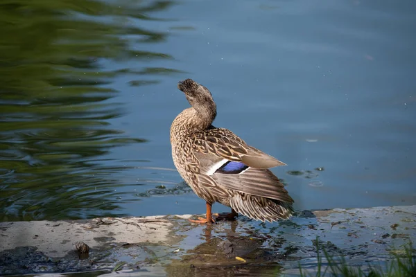 Porträt einer einzelnen weiblichen Ente, die am Wasser sitzt — Stockfoto